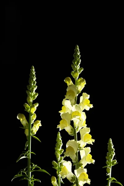 Japan Japan April 2020 Isolated Yellow Snapdragon Flower Black Background — 스톡 사진