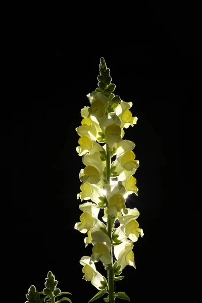 Tokio Japón Abril 2020 Flores Aisladas Snapdragon Amarillo Sobre Fondo — Foto de Stock