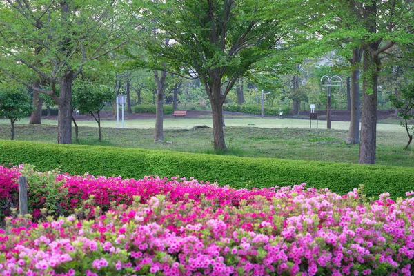 Tokio Japonia Kwietnia 2020 Azalea Kwiaty Tsurumaki West Park Wcześnie — Zdjęcie stockowe