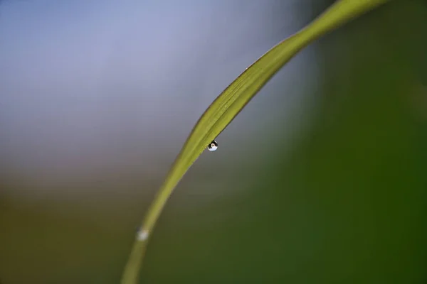 Tokio Japón Abril 2020 Lluvia Cae Sobre Hoja Hierba Amanecer —  Fotos de Stock