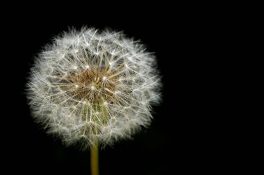 Tokyo, Japonya-2 Mayıs 2020: Karahindiba kafası ya da tüy yumağı