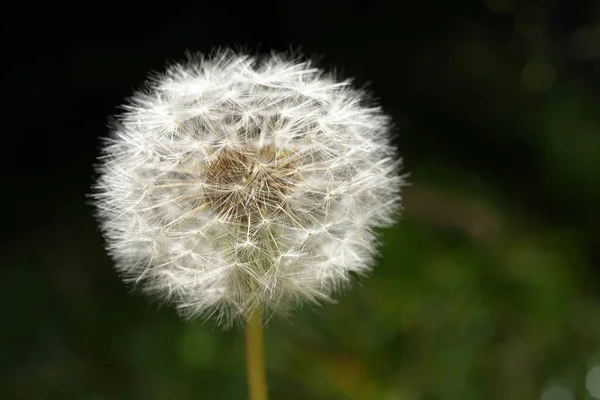 Tokio Japonia Maj 2020 Zbliżenie Głowy Mniszka Lekarskiego Lub Puffball — Zdjęcie stockowe