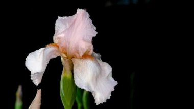 Tokyo, Japonya-3 Mayıs 2020: Siyah arka planda bej renkli Sibirya irisi veya Sibirya bayrağı