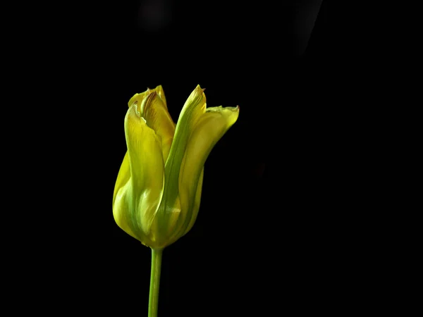 Tokio Japón Mayo 2020 Primer Plano Flor Del Tulipán Verde — Foto de Stock