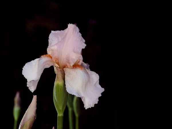 2020年5月3日 黒地にベージュ色のシベリアの虹彩またはシベリアの旗の閉鎖 — ストック写真