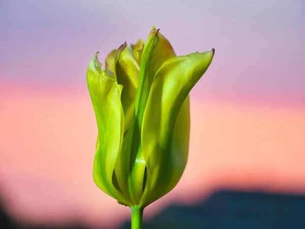 Токио Япония Мая 2020 Крупный План Цветка Зеленого Тюльпана Утреннем — стоковое фото