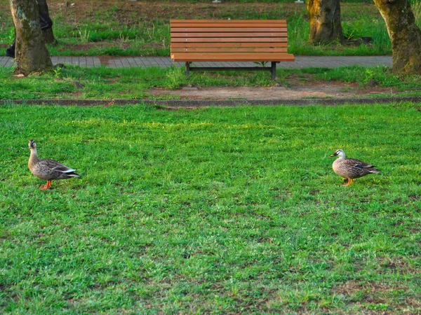Tokyo Japan May 2020 Pair Ducks Keeping Social Distancing Park — Stock Photo, Image