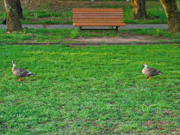 Tóquio Japão Maio 2020 Par Patos Mantendo Distanciamento Social Parque — Fotografia de Stock