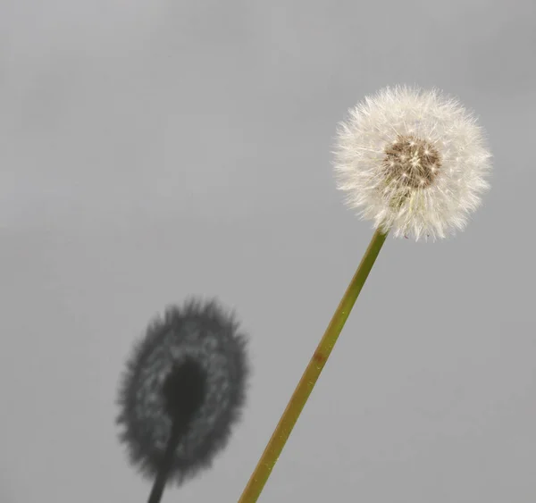 Tokyo Japan May 2020 Dandelion Puffball Its Shadow Gray Background — 스톡 사진