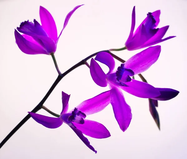 Tokyo,Japan-May 7, 2020: Bletilla striata or hyacinth orchid or Chinese ground orchid or urn orchid on pink background