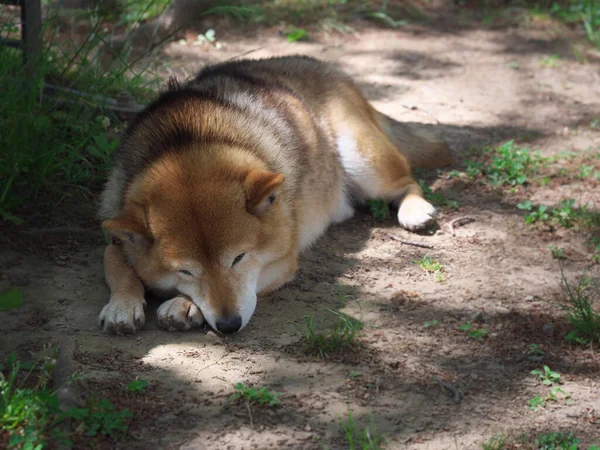 Tokyo,Japan-May 5, 2020: Shiba dog taking rest under a tree on a sunny day