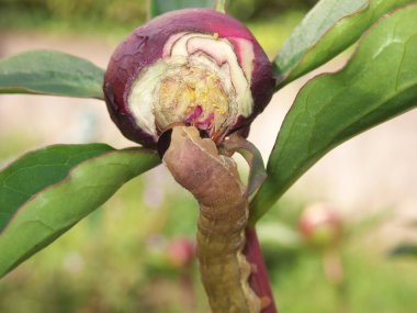 Tokyo, Japonya-8 Mayıs 2020: Beyaz Çin şakayığı tomurcuğu yiyen bir tırtıl