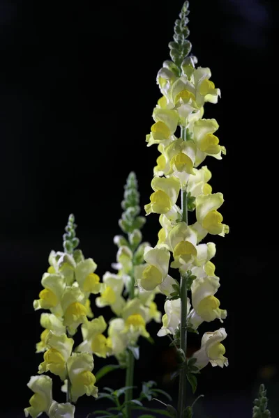 Tokyo Japon Mai 2020 Gros Plan Fleurs Snapdragon Jaune Sur — Photo