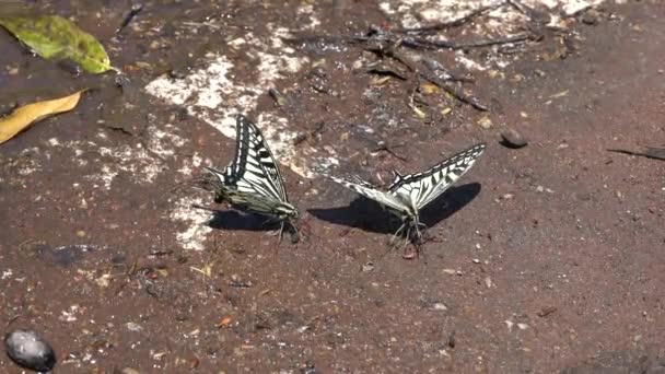 Tokio Japan Mei 2020 Hofmakergedrag Van Wallowtail Vlinders — Stockvideo