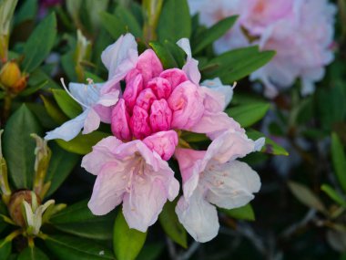 Tokyo, Japonya-7 Mayıs 2020: Rododendron veya Azalea veya Shakunage tomurcukları