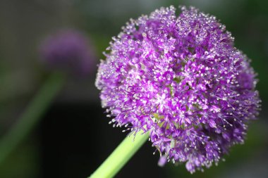 Tokyo, Japonya-22 Mayıs 2020: Şafakta Allium Giganteum Regel 'in ya da dev soğan ya da süslemeli soğanın yakın çekimi