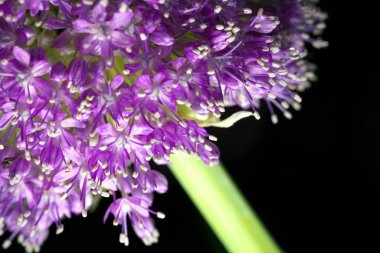 Tokyo, Japonya-22 Mayıs 2020: Şafakta Allium Giganteum Regel 'in ya da dev soğan ya da süslemeli soğanın yakın çekimi