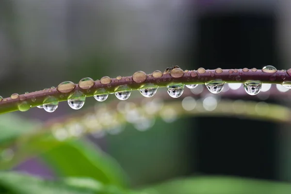 Tokio Japón Mayo 2020 Gotas Agua Tallo Bletilla Striata Orquídea — Foto de Stock