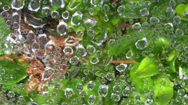 Tokyo, Japonya-22 Mayıs 2020: Örümcek ağında açık yağmur damlaları