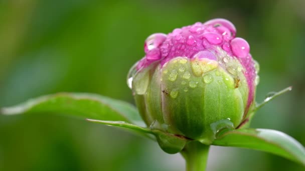 Tokyo Japan Maj 2020 Närbild Röda Kinesiska Pion Blomma Och — Stockvideo