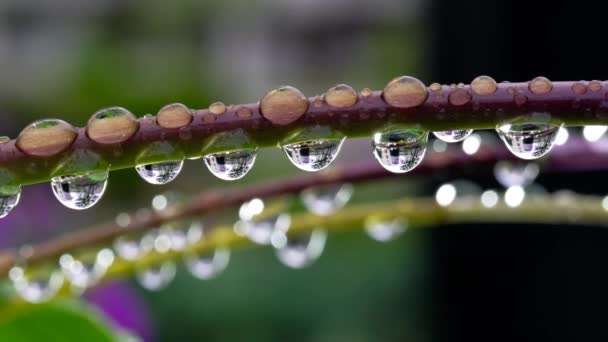 Tokio Japan Mai 2020 Wassertropfen Auf Stielen Von Bletilla Striata — Stockvideo