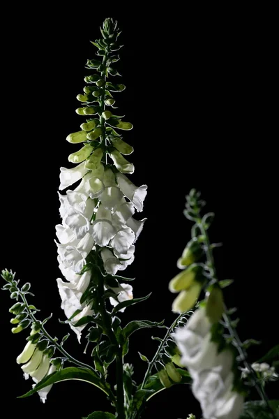 2020年5月27日東京 黒い背景のデジタリスまたはフォックスグローブの花 — ストック写真