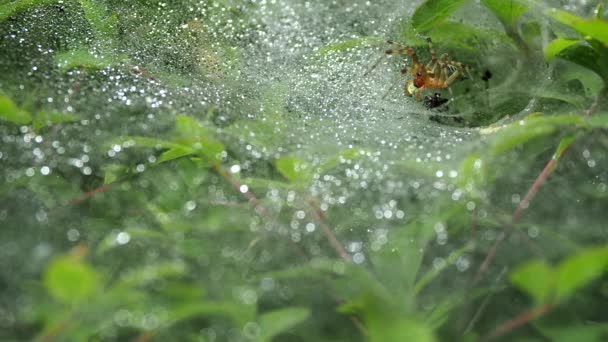 Tokyo,Japan-May 27, 2020: A spider moving on wet spider's web — Stock Footage Tokyo Japan May 2020 Spider Moving Wet Spider Web Video Clip