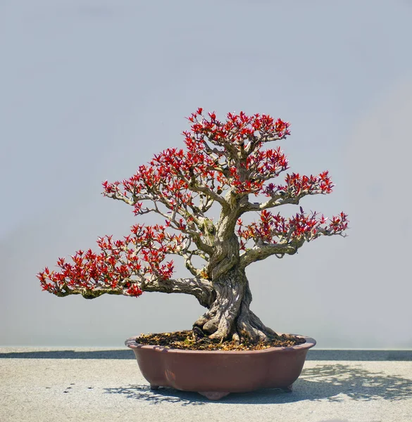 Δέντρο μπονσάι/φυτό Royalty Free Εικόνες Αρχείου