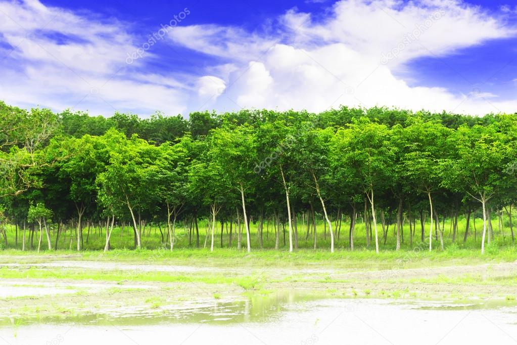 Young rubber tree with waterfront and blue sky background