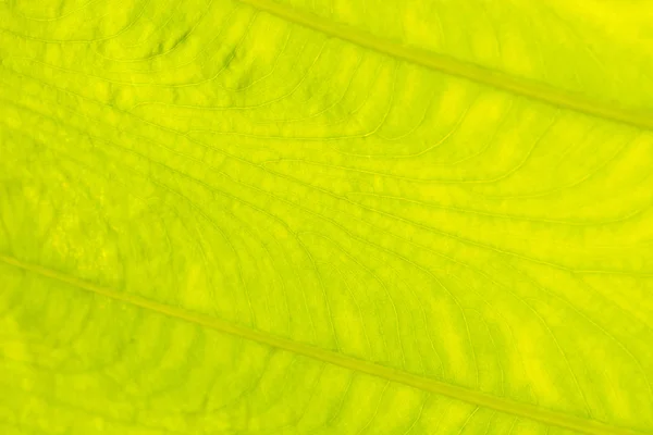 Green texture background from leaf.Close up1 — Stock Photo, Image