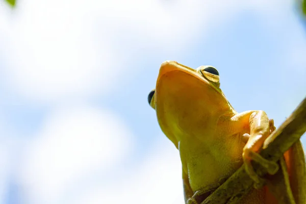 Common tree frog or golden tree frog and background of cloud.j