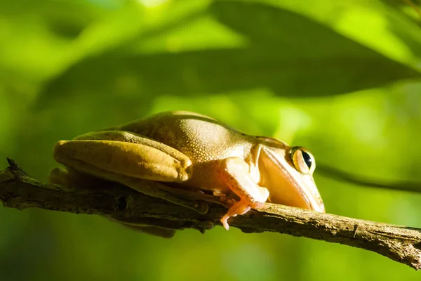 Common tree frog or golden tree frog and background of nature.