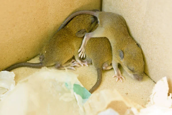 Rat in het vak met huisvuil. — Stockfoto