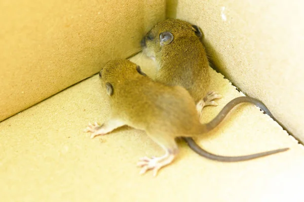 Rato na caixa ou animais com contágio — Fotografia de Stock