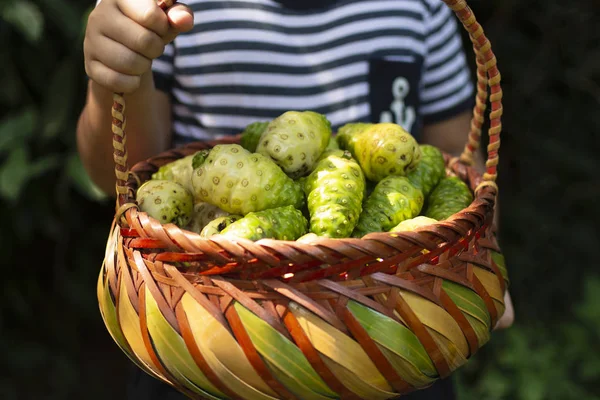 Criança Segurando Noni Cesta Sua Mão — Fotografia de Stock