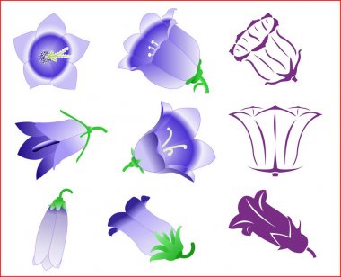 Vektör çiçek bluebell