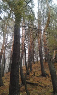 Çam ormanında bulutlu bir gün