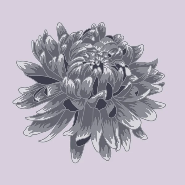 Chrysanthème bleu pastel. Fleur de chrysanthème colorée et doublée — Image vectorielle