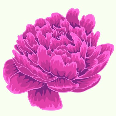 Menekşe Şakayık. İzole Şakayık. Tek Şakayık