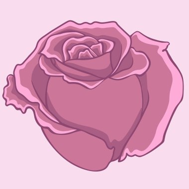 Pembe gül. İzole çiçek. İzole gül