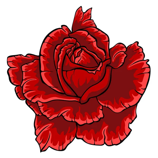 红玫瑰。白色背景的孤花. — 图库矢量图片