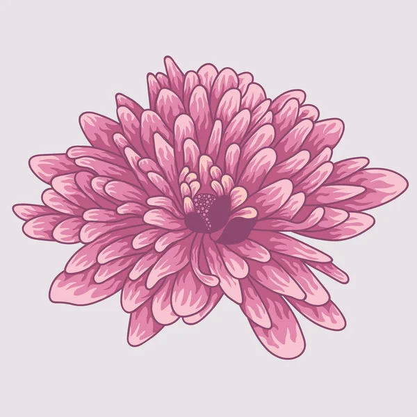 Crisantemo color violeta Brignt. Flor de crisantemo coloreada y forrada — Vector de stock