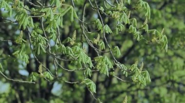 Bahar kestane yeşillik