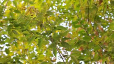 Sonbahar peyzaj bitkileri