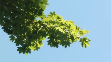 Bir dalda yeşil yapraklar