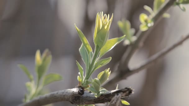 Follaje de castaño en primavera — Vídeo de stock