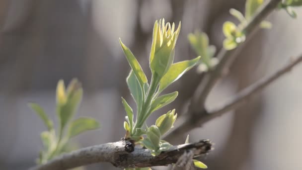 Folhagem de castanha na primavera — Vídeo de Stock