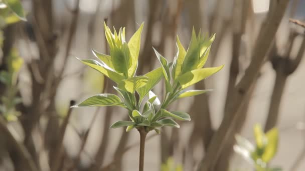 Kastanienblätter im Frühling — Stockvideo