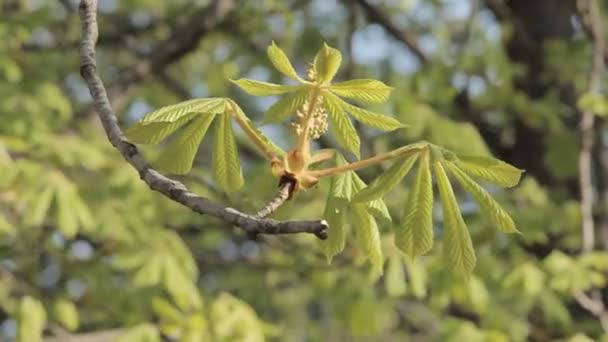 Folhagem de castanha na primavera — Vídeo de Stock