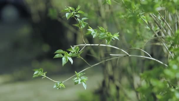 Groen blad in het voorjaar — Stockvideo